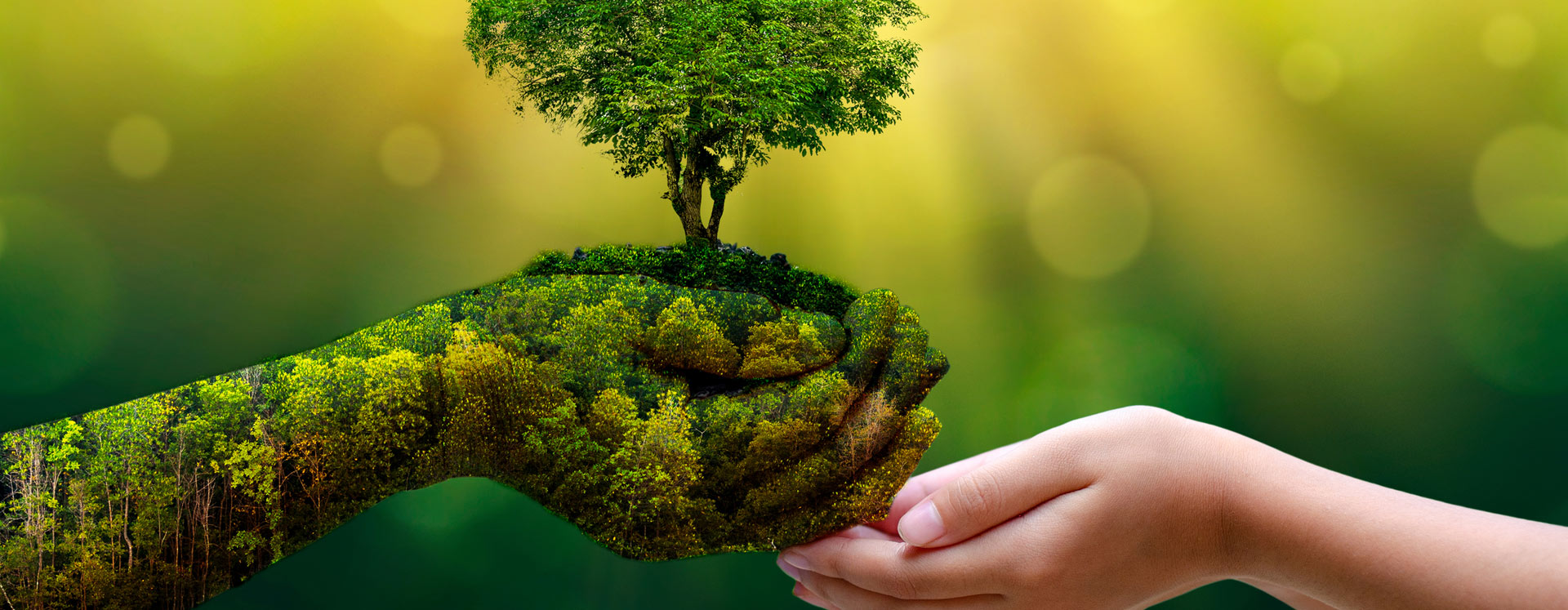 amazon-wish-list-cypress-cove-landkeepers Human reaching out to a nature hand growing a tree | Cypress Cove Landkeepers