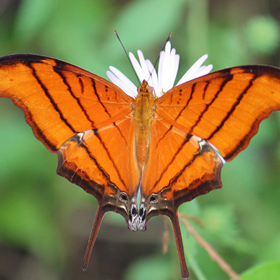 Beautiful butterfly close-up | Donate to Cypress Cove Landkeepers