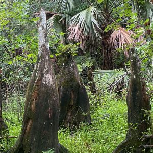 Florida Cypress Knees: Preserving Critical Habitats Photo Gallery | Cypress Cove Landkeepers