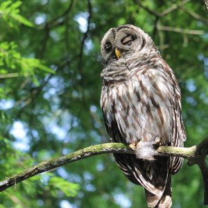 Owl in the Trees: Preserving Critical Habitats Photo Gallery | Cypress Cove Landkeepers