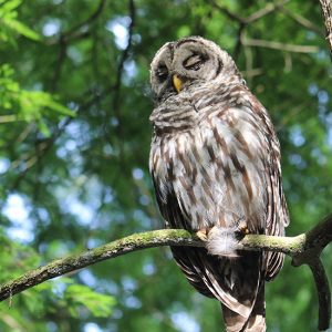 Owl in the Trees : Gore Nature Education Center Gallery | Cypress Cove Landkeepers