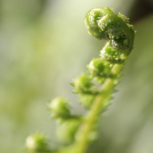 Unfurling Fern: Preserving Critical Habitats Photo Gallery | Cypress Cove Landkeepers