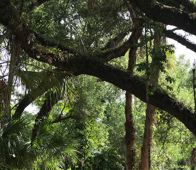 What We Do: Land Conservation | Cypress Cove Landkeepers